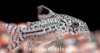 Picture of CORY: JULII SM (TANK RAISED)