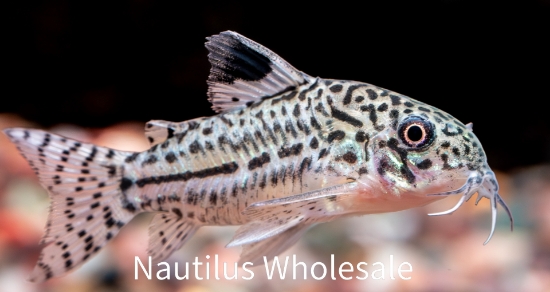 Picture of CORY: JULII SM (TANK RAISED)