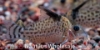 Picture of CORY: PUNCTATUS MD