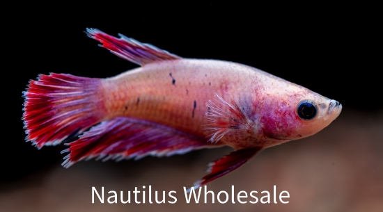 Picture of BETTA: HALFMOON FEMALE