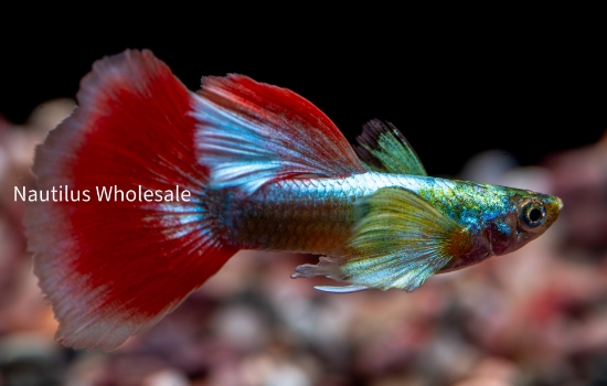 Picture of GUPPY: TRI COLOR DUMBO EAR