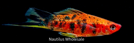 Picture of SWORD: CALICO SANKE (IMPORT)