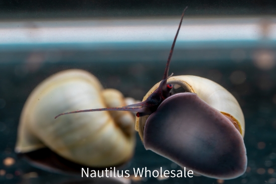 Picture of SNAIL: BLUE (NO AZ, GA, LA, ME, ID, FL)