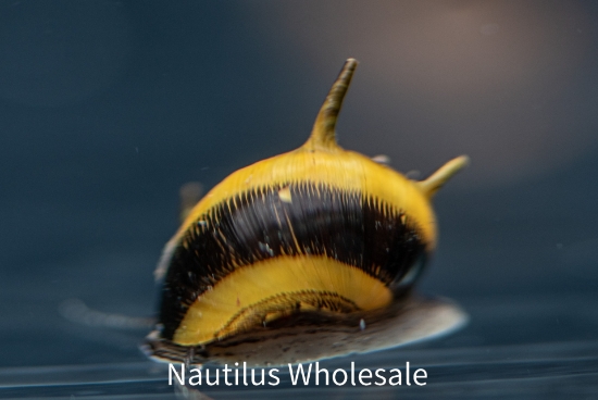 Picture of SNAIL: NERITE HORNED