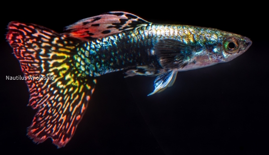 Picture of GUPPY: ASST DUMBO EAR MALE 