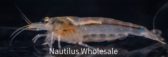 Picture of SHRIMP: AMANO