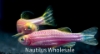 Picture of GLOFISH® : DANIO GALACTIC PURPLE® 