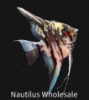 Picture of ANGEL: FANCY MIX MD