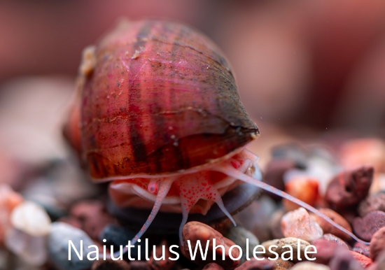 Picture of SNAIL: ALBINO (NO AZ, GA, LA, ME, ID)