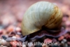 Picture of SNAIL: BLUE (NO AZ, GA, LA, ME, ID, FL)