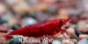 Picture of SHRIMP: RED CHERRY