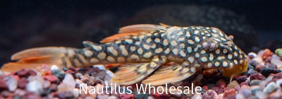 Picture of PLECO: GOLDY L-14
