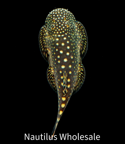 Picture of LOACH: BORNEO SUCKER