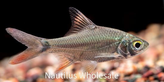 Picture of BARB: REDTAIL TINFOIL 1.5" (IMPORT)