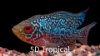 Picture of CICHLID: FLOWER HORN REG