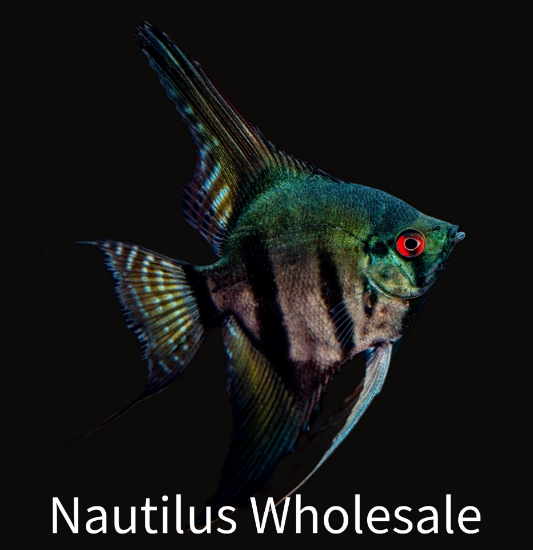 Picture of ANGEL: BLACK MD