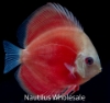 Picture of DISCUS: ASST 2.5-3" (SINGAPORE)
