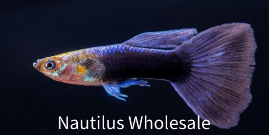 Picture of GUPPY: TURQUOISE BLUE TAIL MALE