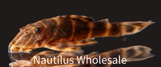 Picture of PLECO: CLOWN