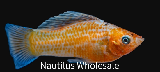 Picture of MOLLY: ASST MD *EDLP SPECIAL*