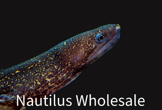 Picture of MISC: EEL MORAY MARBLE 10-12"