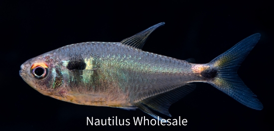 Picture of TETRA: H & T LIGHT