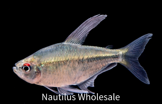 Picture of TETRA: DIAMOND