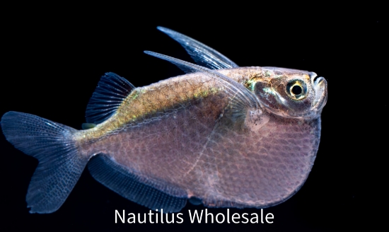 Picture of TETRA: HATCHET SILVER