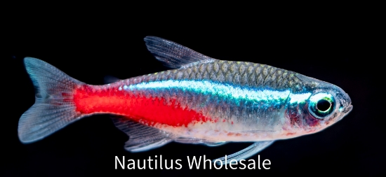 Picture of TETRA: NEON (FL BRED) *EDLP SPECIAL*