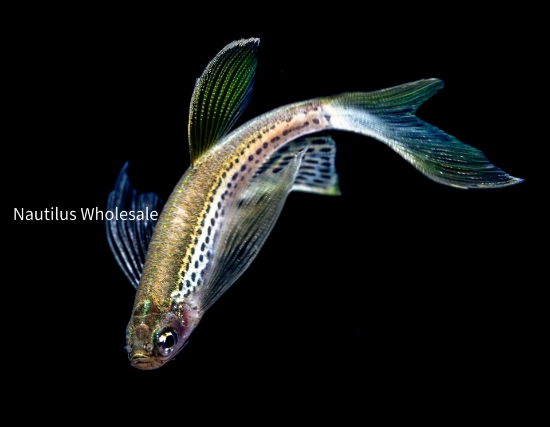 Picture of DANIO: LEOPARD LONG FIN