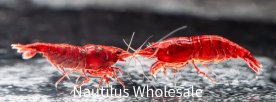 Picture of SHRIMP: BLOODY MARY