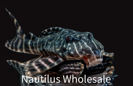 Picture of PLECO: FLASH L-204 (PERU)