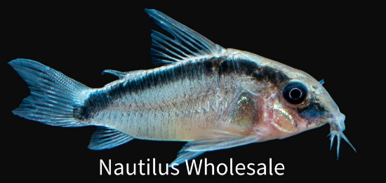 Picture of CORY: ARCUATUS LG