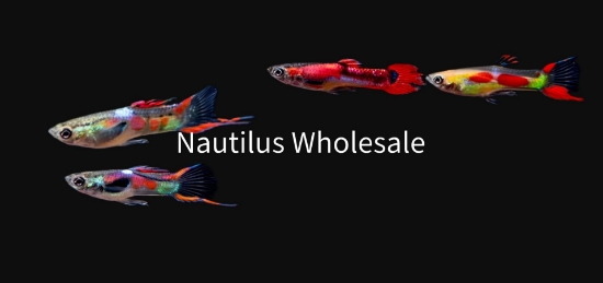 Picture of GUPPY: ASST ENDLER MALE