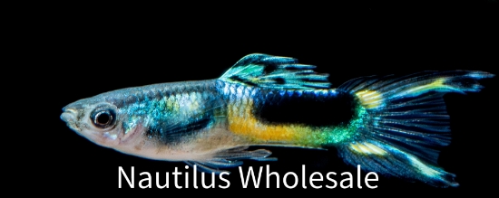 Picture of GUPPY: ENDLER BLACK MALE