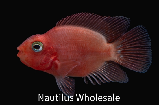 Picture of CICHLID: PARROT BLOOD SM