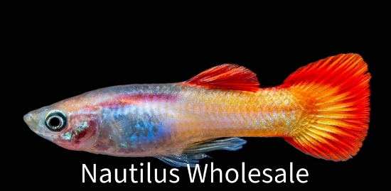Picture of GUPPY: TEQUILA SUNRISE MALE