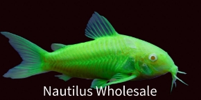 Picture for category GLOFISH®