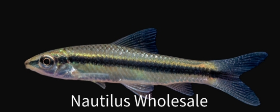 Picture of MISC: BLACK LINE FLYER FOX (ALGAE EATER SIAMESE)