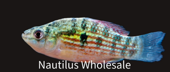 Picture of KILLIE: FLAG FISH