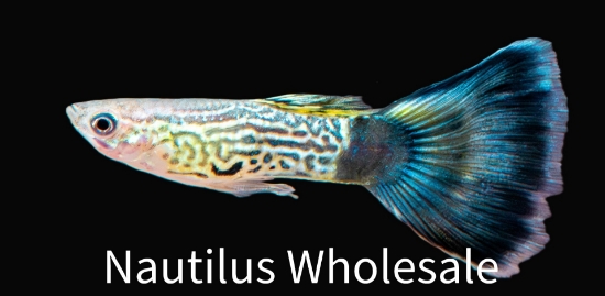 Picture of GUPPY: BLUE COBRA MALE