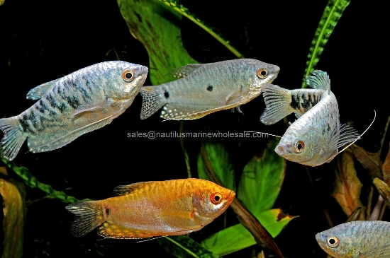 Picture of GOURAMI: ASSORTED LG *ON SPECIAL*