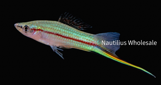 Picture of SWORD: GREEN (FL BRED)