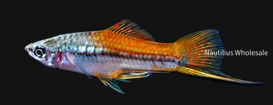 Picture of SWORD: NEON