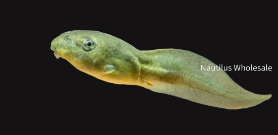 Picture of AMPHIB: TADPOLE