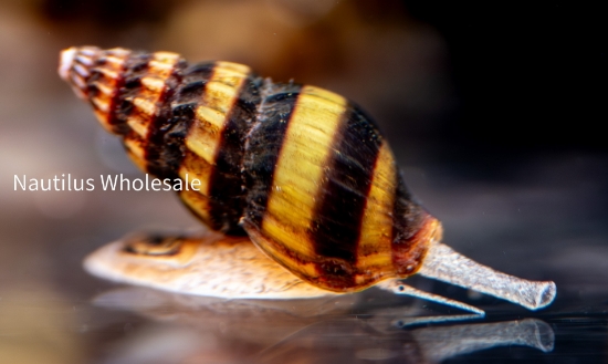 Picture of SNAIL: ASSASSIN