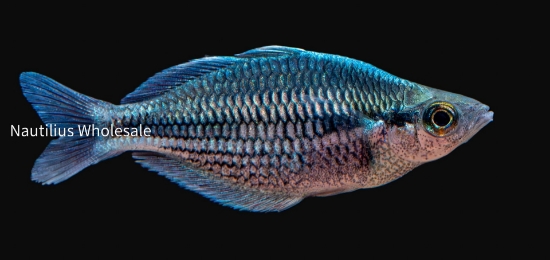 Picture of RAINBOW: KAMAKA MD