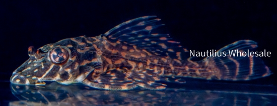 Picture of PLECO: GIBBICEP 2"