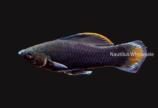 Picture of MOLLY: SPHENOPS BLACK FW