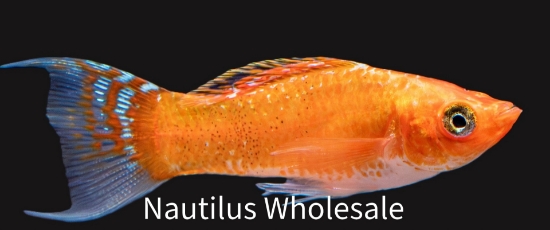 Picture of MOLLY: CREAMSICLE L/T MD